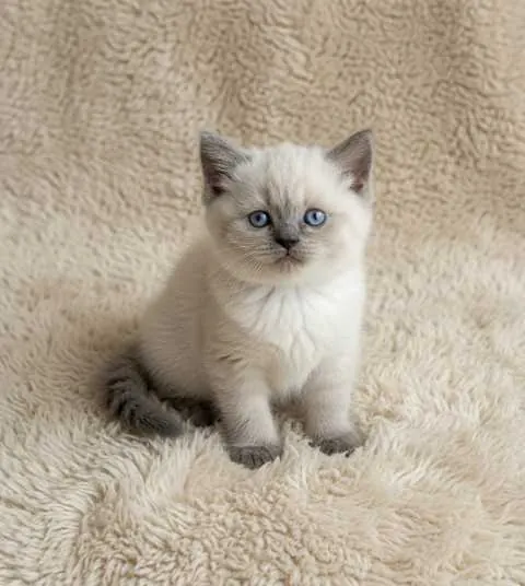 Sevimli Güzellik British Shorthair Blue Point Dişi Yavrumuz