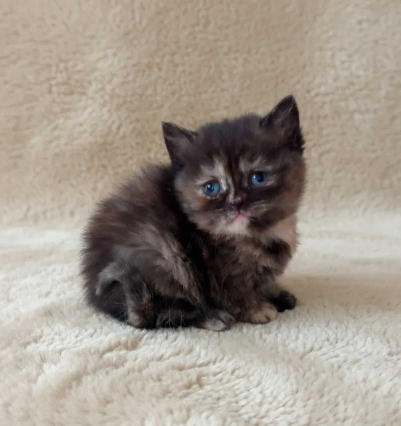 British Shorthair Black Tortieshell Dişi Yavrumuz