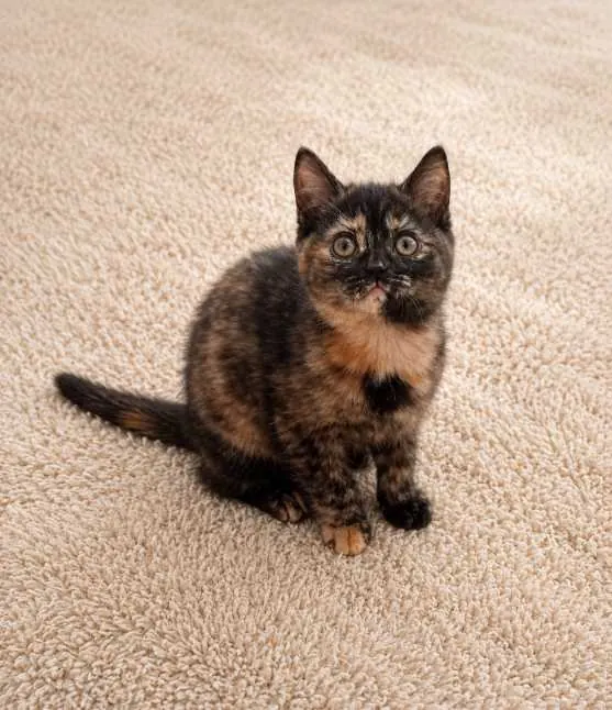 British Shorthair Tortieshell Para ve Şans Kedisi