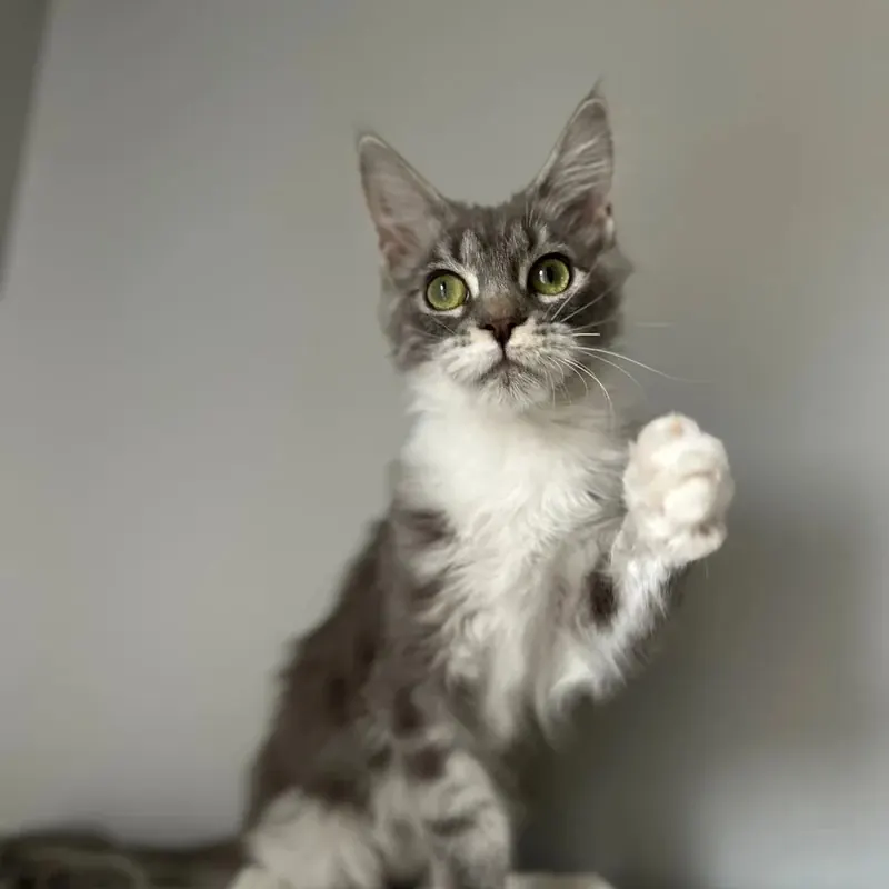 Full Secereli Maine Coon Dişi yavru