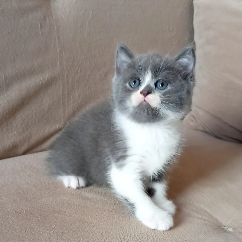 British Shorthair Blue Bicolor erkek yavrumuz