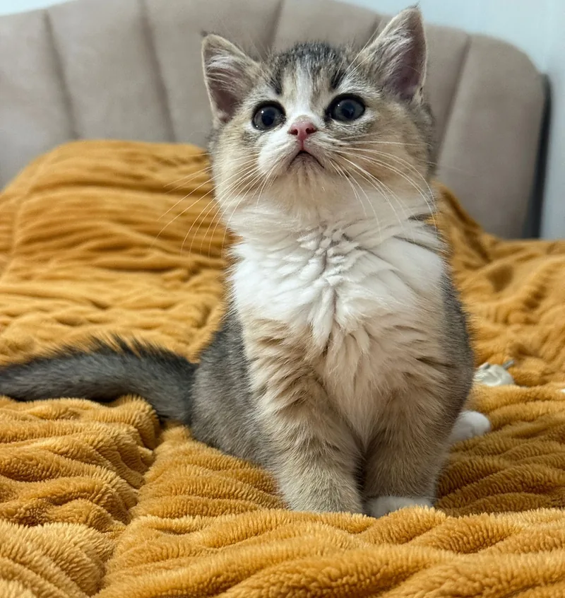 British Shorthair Black Golden Bicolor dişi yavrumuz