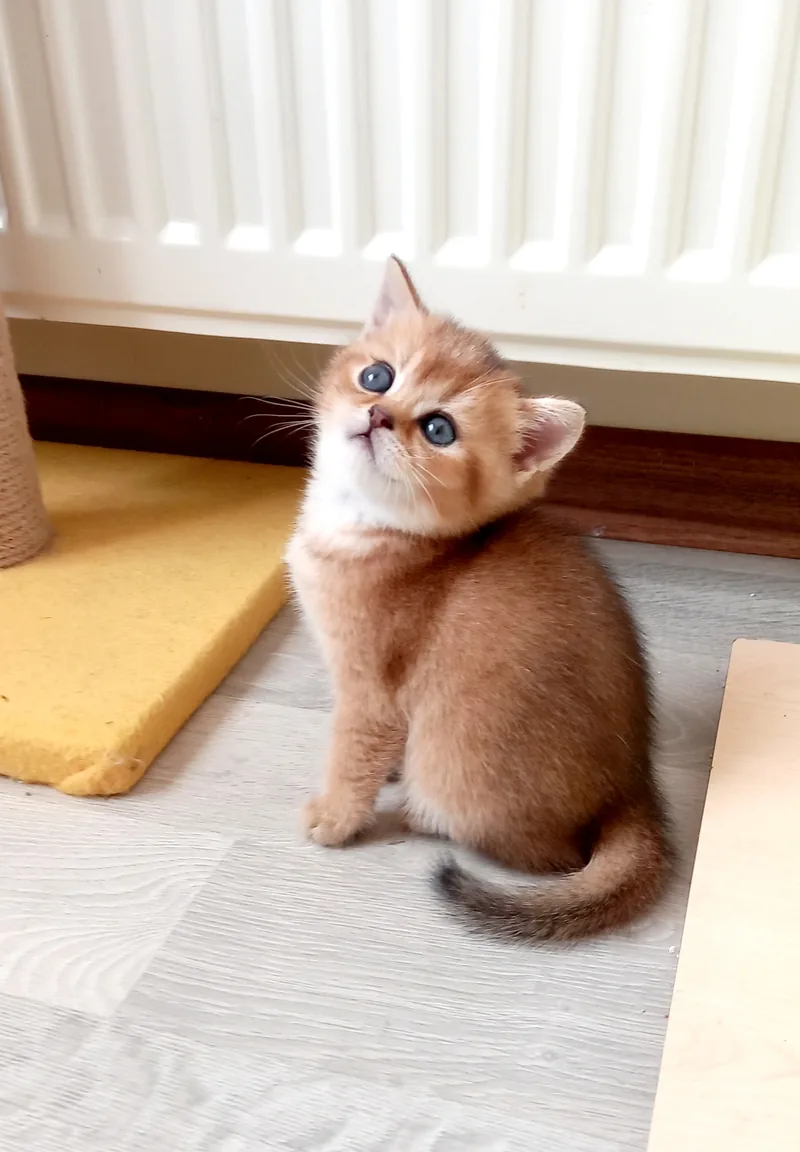 British Shorthair Golden Yavrular