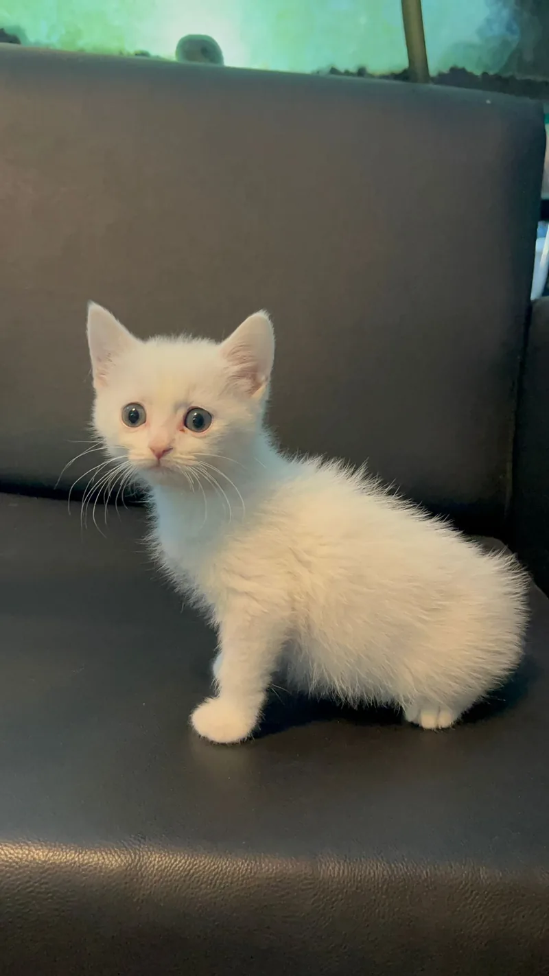 2 AYLIK BRİTİSH SHORTHAİR ERKEK YAVRUMUZ