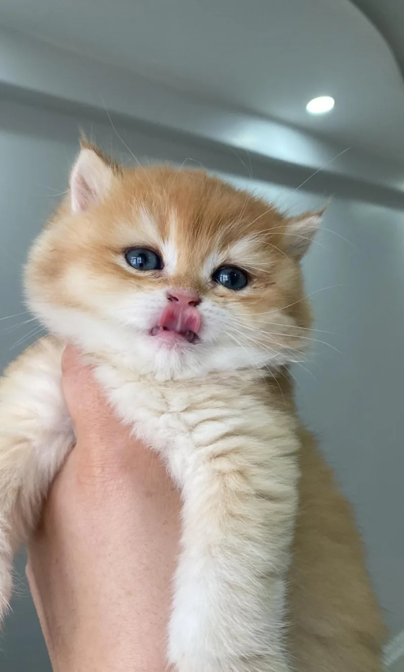 Safkan golden cinsi british Shorthair