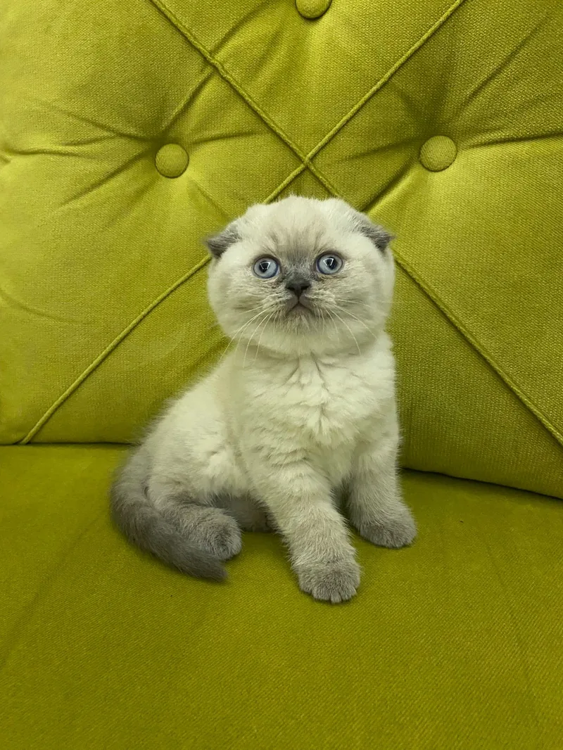 Top kafa ayı surat scottish fold yavrular