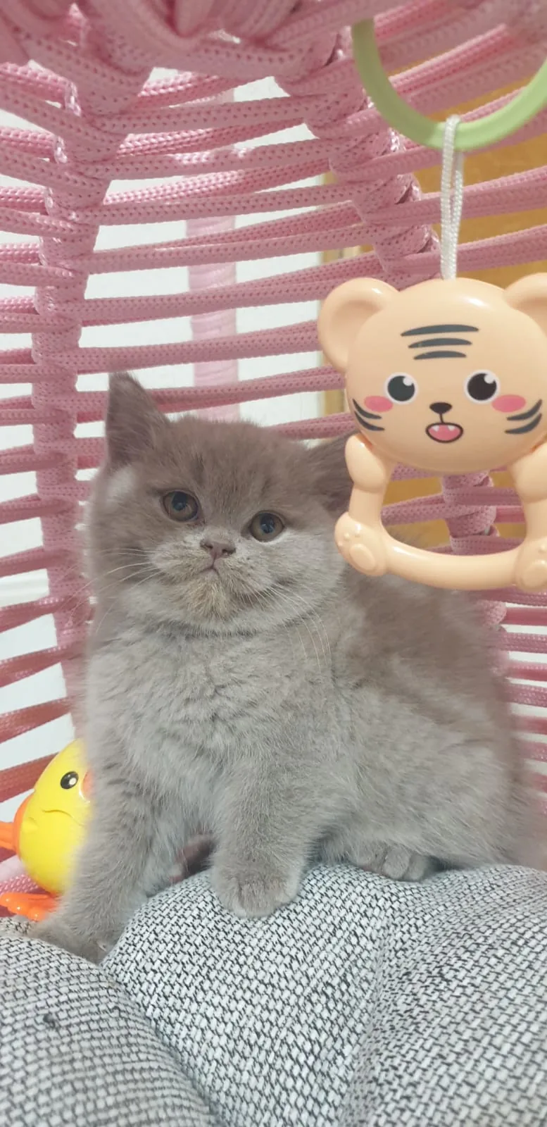 Bicolour genli safkan lilak dişi🥰💜