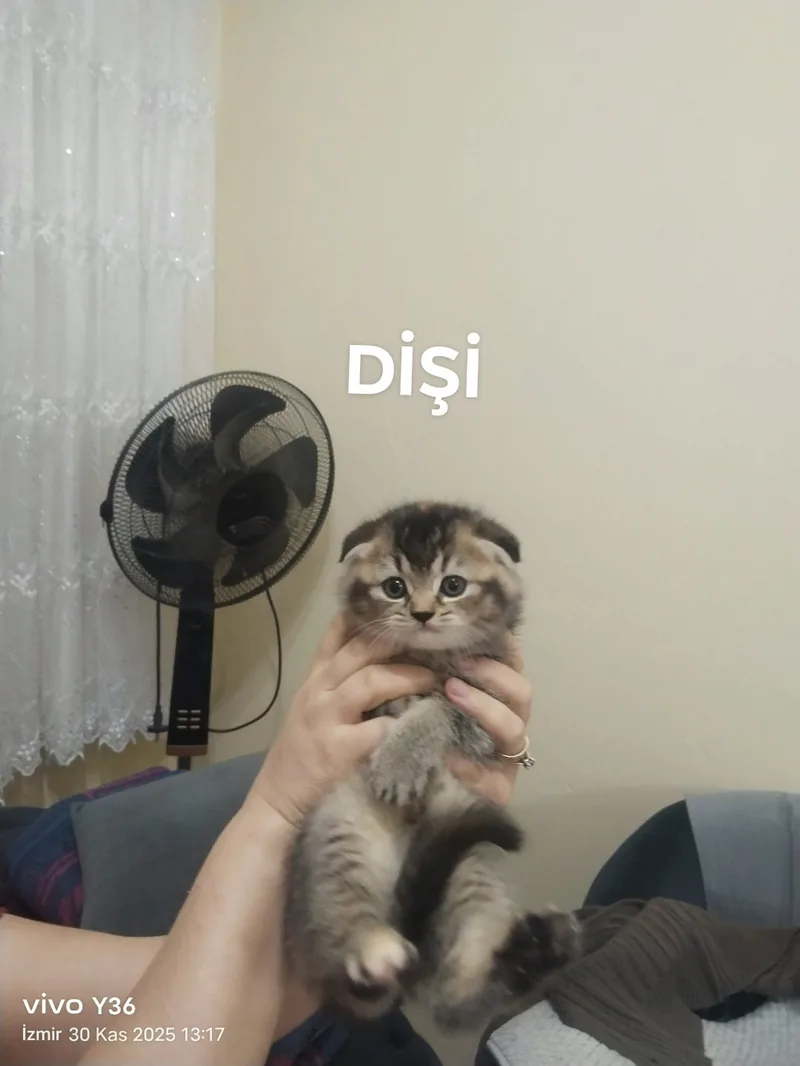 Scottish fold golden black dişi yavrumuz