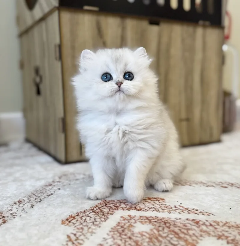 Zümrüt Yeşili Gözleriyle Mükemmel Silver Ns11