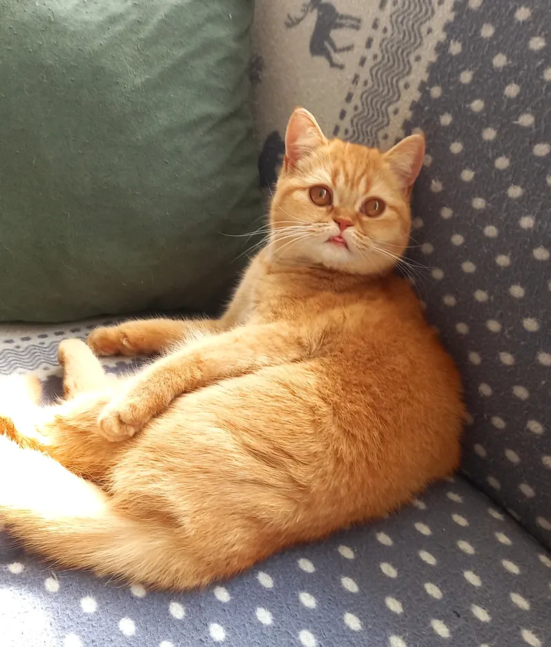 4 Yaşında British Shorthair Dişi Kısır Red
