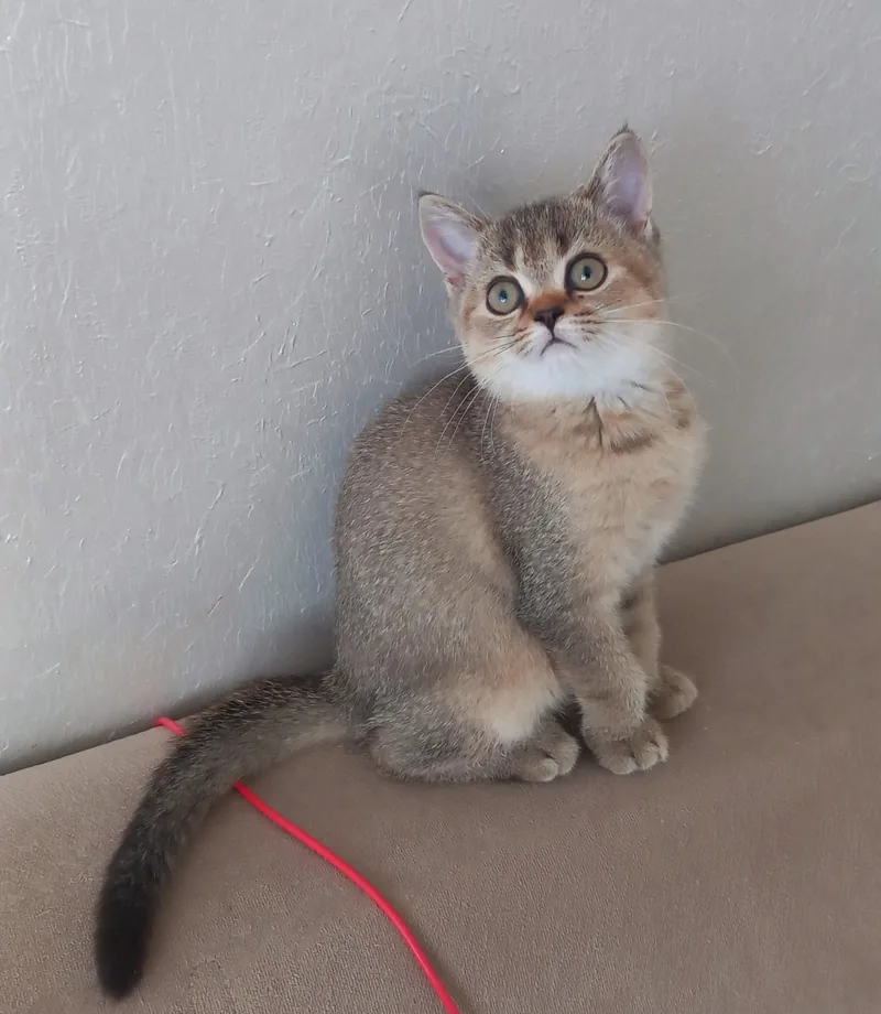 British Shorthair Golden Dişi yavrumuz