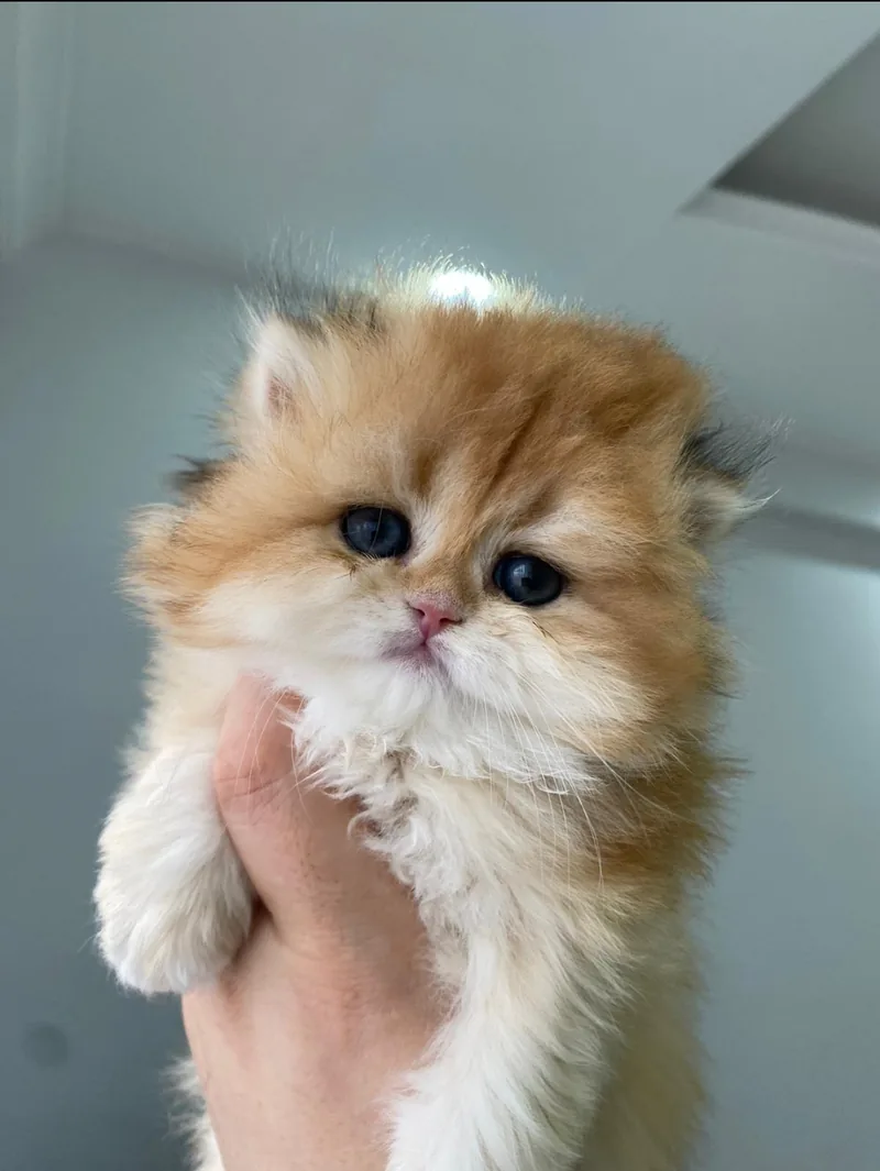Safkan golden british longhair