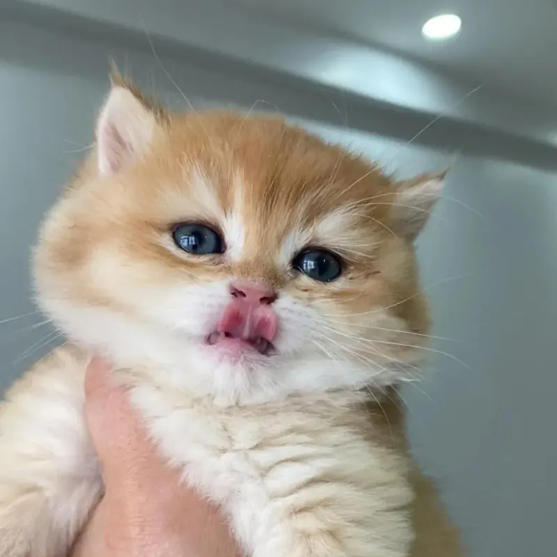 Safkan golden cinsi british Shorthair