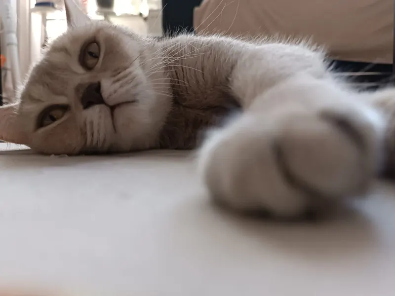 Çiroz British Shorthair Ücretsiz Sahiplendirme