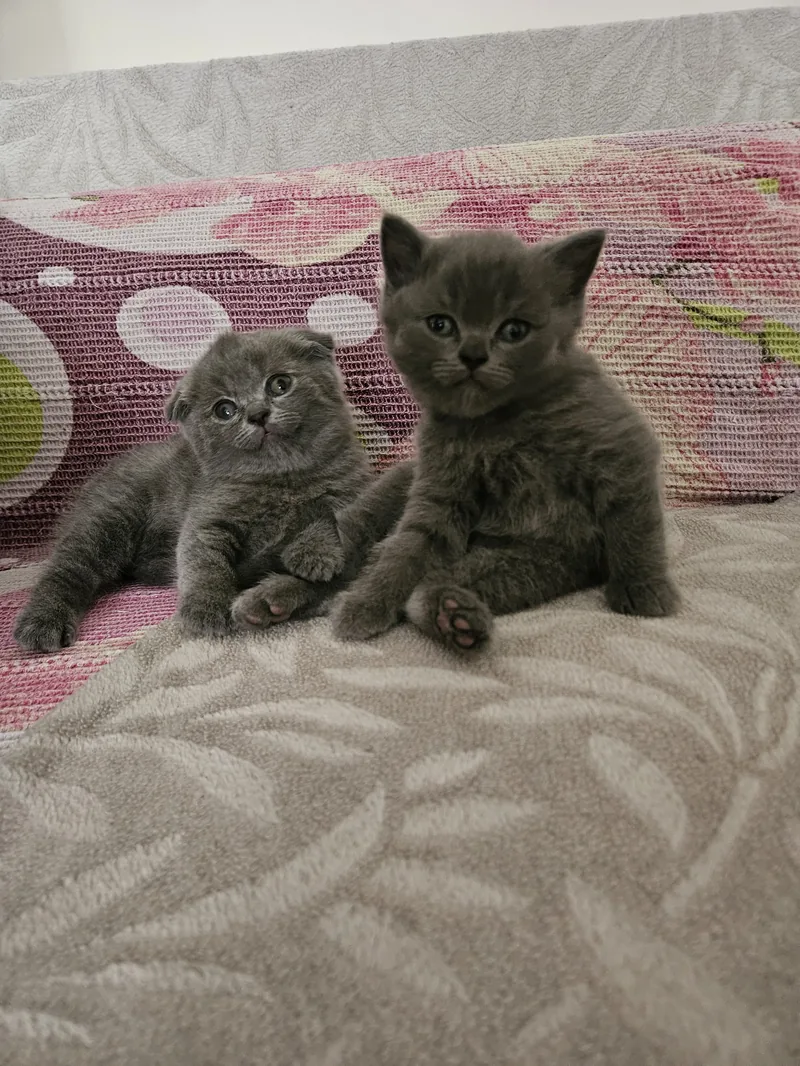 British shorthair ve Scottish fold blue erkek yavrular