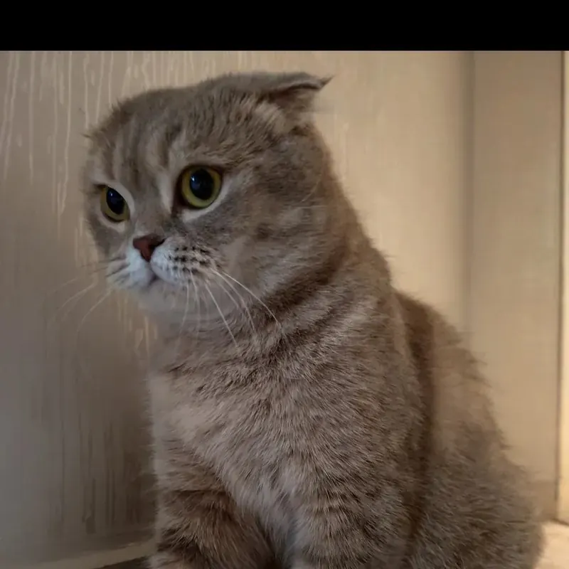 Ücretsiz Scottish cins kedi 3 yaşında dişi